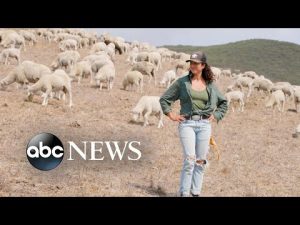 Read more about the article Could sheep be the answer to America’s wildfire problem? l ABC News