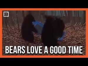 Read more about the article This Is the Life: Footage Captures Three Young Bears Chilling on Homeowner’s Swing