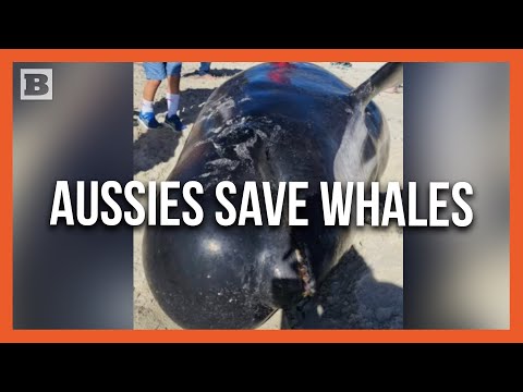 You are currently viewing Australians Rush to Rescue over 100 Whales Stranded on Beach